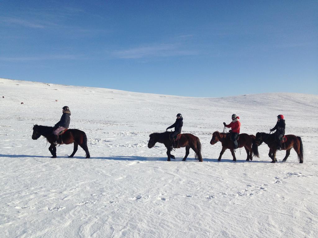 Гостевой дом Nomad Horse Camp Nalayh Экстерьер фото